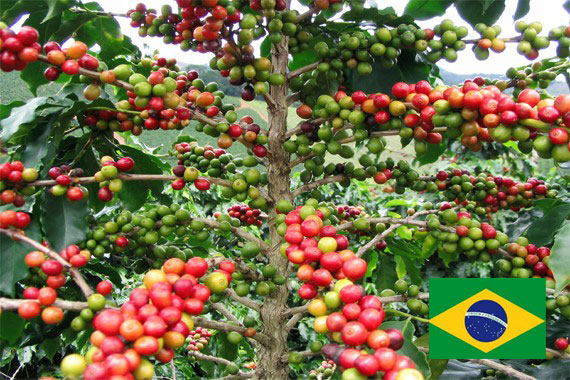 café Arabica du Brésil